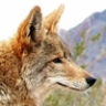 Coyote0510