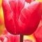 Red.Tulip